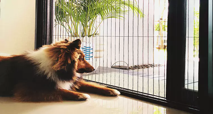 Sliding Screen Pet Door Repair in St. Cloud, FL