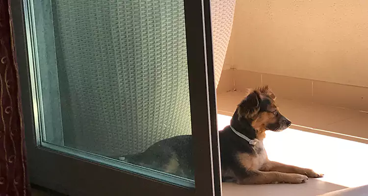 French Door Pet Screen Repair in St. Cloud, FL